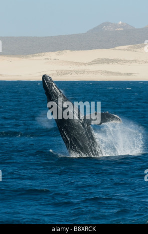 Humpback Whale (Megaptera novaeangliae) violare, Pacific Coast, Cabo San Lucas, Baja California, Messico Foto Stock