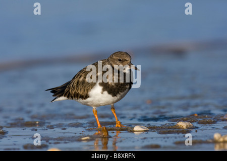 Unico Voltapietre Arenaria interpres permanente sulla battigia, Norfolk, Inghilterra. Foto Stock