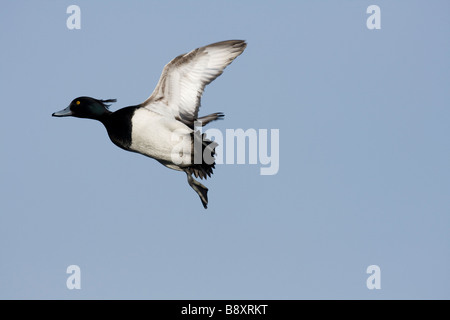 Maschio singolo Moretta Aythya fuligula in volo banking, Gloucestershire, Inghilterra. Foto Stock