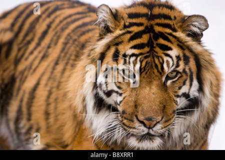 La tigre di Sumatra Panthera tigris sumatrae Foto Stock