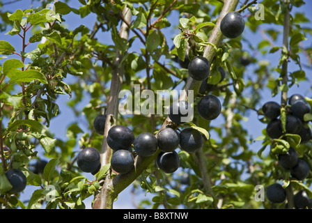 Le prugne sulla struttura ad albero Lyveden New Bield Peterborough Northamptonshire Foto Stock