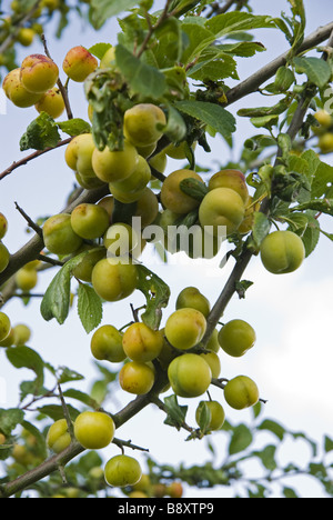 Le prugne sulla struttura ad albero Lyveden New Bield Peterborough Northamptonshire Foto Stock