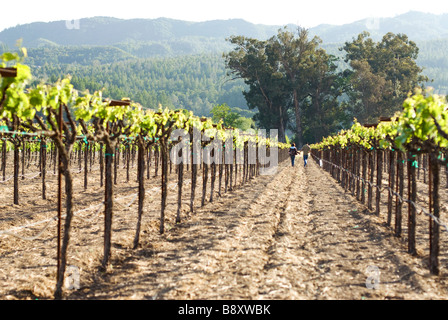 Giovane passeggiate in vigna Foto Stock