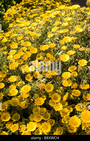 Gruppo di fiori di colore giallo Foto Stock