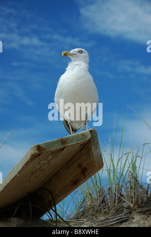 Al Gabbiano Beach: Herring Gull Larus argentatus appollaiato sul listone in spiaggia ci orientale con spazio di copia Foto Stock