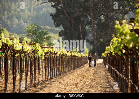 Giovane passeggiate in vigna Foto Stock