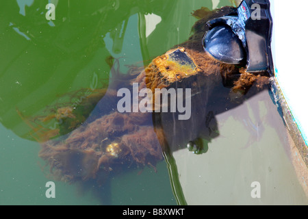 La crescita di alghe sul motore Foto Stock