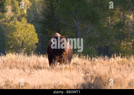 Lone, un maschio, bull Bison, buffalo nel campo di pascolo. Antelope Flats, Jackson Hole Wyoming USA Foto Stock