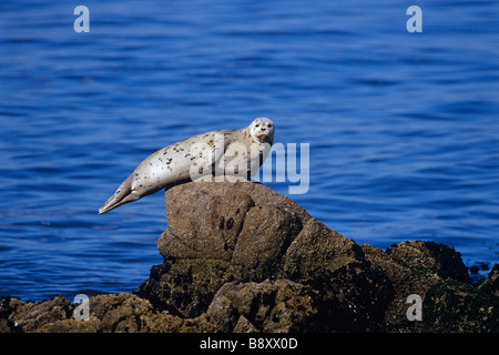 PACIFIC HARBOUR GUARNIZIONE, Monterey, California, U.S.A. Foto Stock