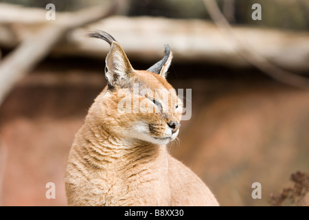 La Caracal Caracal caracal anche chiamato persiano o Lynx Lynx africana è un ferocemente territoriali di dimensioni medie cat Foto Stock