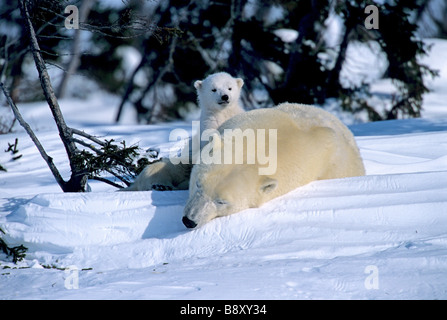 Innocenzo Polar Bear Cub e madre del sonno, CANADA Foto Stock