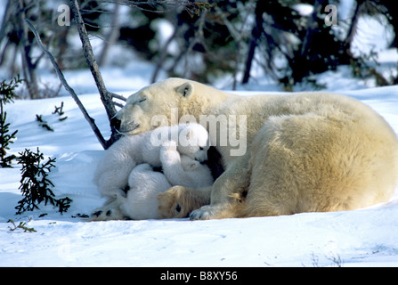 Innocenzo polar bear CUBS e madre del sonno, CANADA Foto Stock