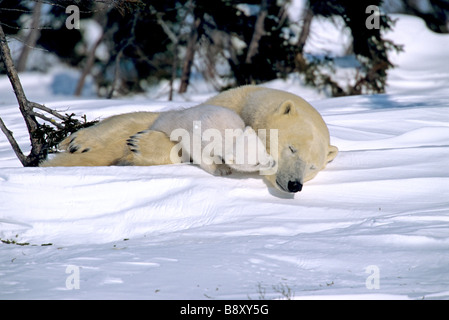 SLEEPING Polar Bear Cub e madre, CANADA Foto Stock