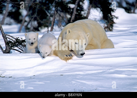 Innocenzo polar bear CUBS e madre, CANADA Foto Stock