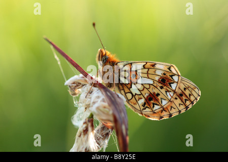 Piccola perla-delimitata Fritillary Butterfly (Boloria selene).sono ' appollaiati in serata su un Cottongrass seedhead. Powys, Wales, Regno Unito. Foto Stock