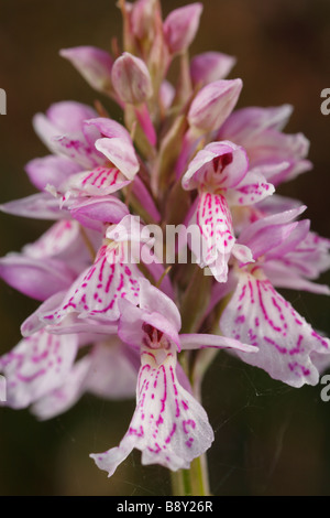 Flower spike di Heath Spotted-ORCHIDEA (Dactylorhiza maculata). Powys, Galles. Foto Stock