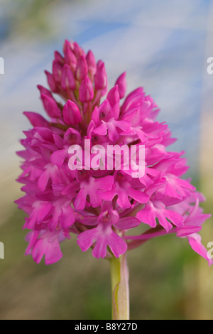 Picco di fiori di orchidea piramidale (Anacamptis pyramidalis). Ynys Las Riserva Naturale Nazionale, Ceredigion, Galles. Foto Stock