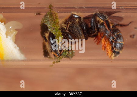 Ape solitaria Osmia leaiana la tenuta di una cella finiti in un tubo di vetro nido con masticato foglie. Powys, Galles. Foto Stock