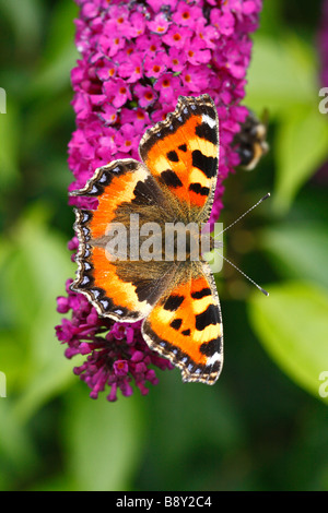Piccola Tartaruga butterfly (Aglais urticae) alimentazione su Buddleia davidii 'Royal Red' in un giardino. Powys, Galles. Foto Stock
