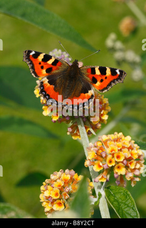 Piccola Tartaruga butterfly (Aglais urticae) alimentazione su Buddleia x weyeriana in un giardino. Powys, Galles. Foto Stock