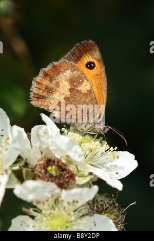 Gatekeeper (farfalla Pyronia tithonus) alimentazione su un fiore di rovo. Powys, Galles. Foto Stock