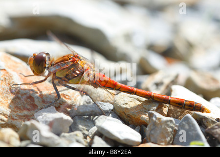 Comune maschio Darter Dragonfly (Sympetrum striolatum) crogiolarsi sulle rocce. Powys, Wales, Regno Unito.