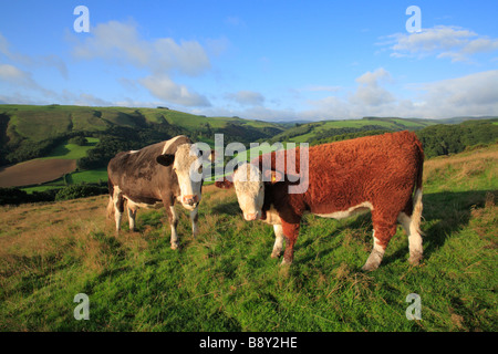 Simmental vacca e la sua croce di Hereford polpaccio. Su di una azienda agricola biologica, Powys, Wales, Regno Unito. Foto Stock