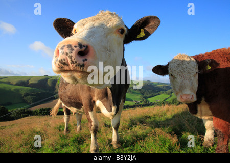 Simmental vacca e la sua croce di Hereford polpaccio. Su di una azienda agricola biologica, Powys, Wales, Regno Unito. Foto Stock