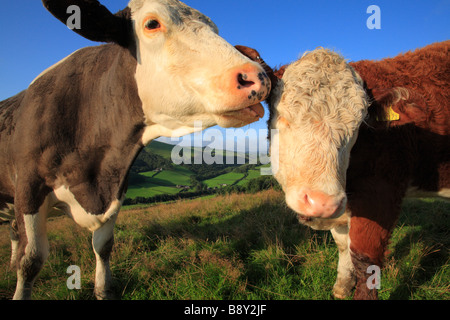 Simmental cow leccare la sua croce di Hereford polpaccio. In un'azienda agricola biologica. Powys, Wales, Regno Unito. Foto Stock