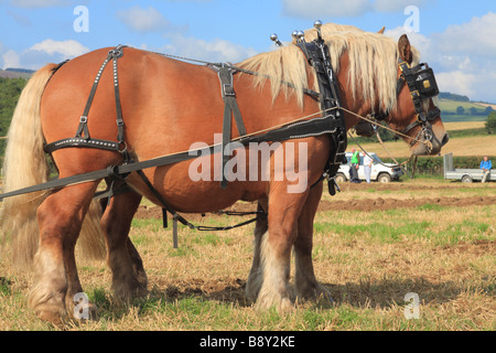 I cavalli. Due Suffolk Punch cavalli in tutto il Galles Vintage Match di aratura. Vicino a Walton, POWYS, GALLES. Foto Stock