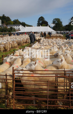 Gallese pecore di montagna in un allevamento di ovini fiera. Llanidloes, POWYS, GALLES, Ottobre 2008 Foto Stock