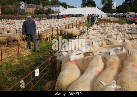 Gallese pecore di montagna in un allevamento di ovini fiera. Llanidloes, POWYS, GALLES. Ottobre 2008 Foto Stock