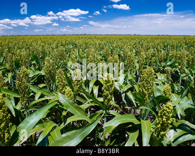 Raccolto di sorgo pronto per il raccolto Foto Stock