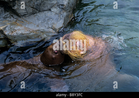 Cucciolo di tricheco e madre Foto Stock