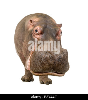 Ippopotamo Hippopotamus amphibius 30 anni davanti a uno sfondo bianco Foto Stock