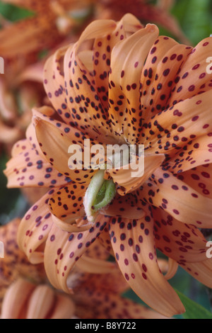 Il Lilium lancifolium 'Flore Pleno' (Double tiger lily) Div IX Tutte le specie Foto Stock