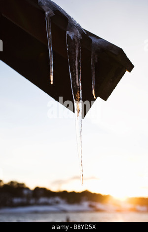 Icicle al tramonto del sole in Svezia. Foto Stock