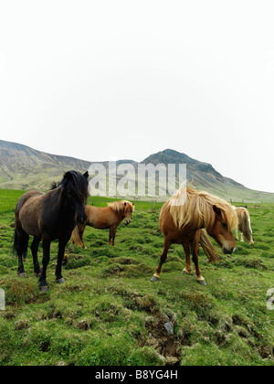 Cavalli islandesi Islanda. Foto Stock