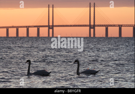 I cigni di fronte Oresundsbron nel tramonto della Svezia. Foto Stock