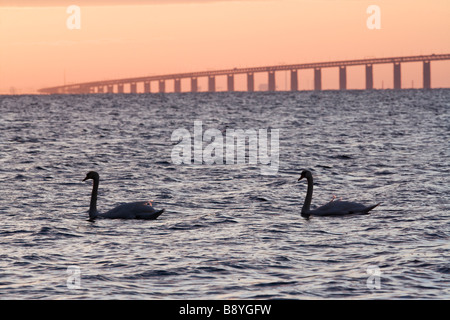 I cigni di fronte Oresundsbron nel tramonto della Svezia. Foto Stock