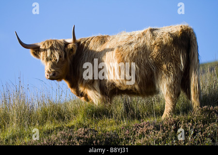 Un highland scozzesi il bestiame in piedi su una collina guardando il visualizzatore Set contro il cielo blu Foto Stock