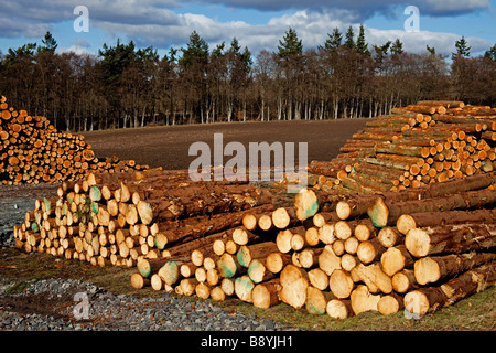 Pile di legname di conifere Tronchi, Perthshire Scozia, Regno Unito, Europa Foto Stock