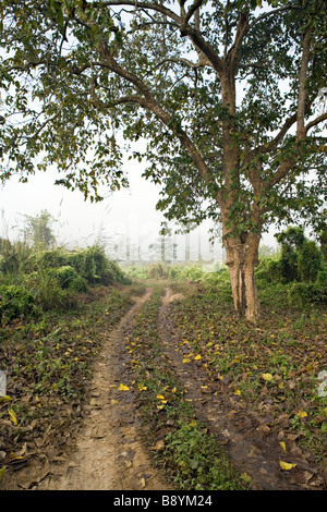 Nebbiosa mattina scena stradale nel Parco nazionale di Royal Chitwan Sauraha Nepal Foto Stock