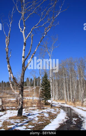 Canadian giornata invernale nel paese di Kananaskis Foto Stock