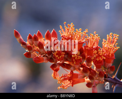 Ocotillo blossom (Fouquieria splendens), il Parco nazionale di Big Bend, Texas Foto Stock