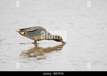 Maschio di Teal Anas crecca alimentazione su un respiro piana di fango North Norfolk UK Winter Foto Stock