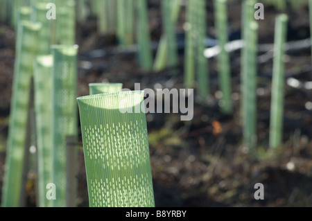 1.2 m albero verde guardie proteggere alberelli dalla fauna selvatica, North Yorkshire, Regno Unito Foto Stock