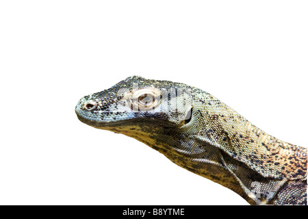 Drago di Komodo - Giovane femmina isolato su bianco Foto Stock