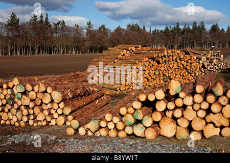 Pile di legname di conifere Tronchi, Perthshire Scozia, Regno Unito, Europa Foto Stock