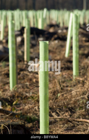 1.2 m albero verde guardie proteggere alberelli dalla fauna selvatica, North Yorkshire, Regno Unito Foto Stock